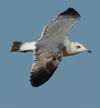 Larus armenicus
